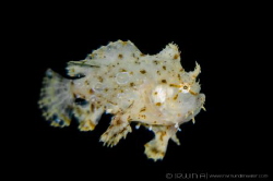 F L Y I N G
 Sargassum frogfish (Histrio histrio) 
Tula... by Irwin Ang 
